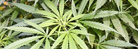 Bild: Cannabis Busch © Oleg Petrjakov auf Pixabay