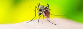 Malaria - © Fotolia.com/nechaevkon
