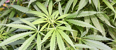 cannabis-bush-Bild von Oleg Petrjakov auf Pixabay.jpg